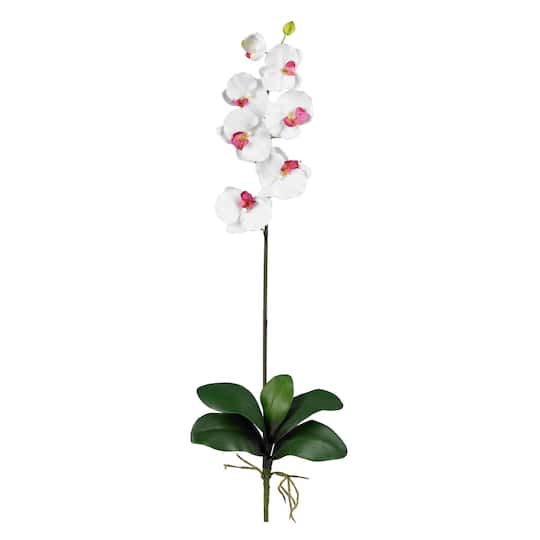 White Moth Orchid Stem, 6ct.